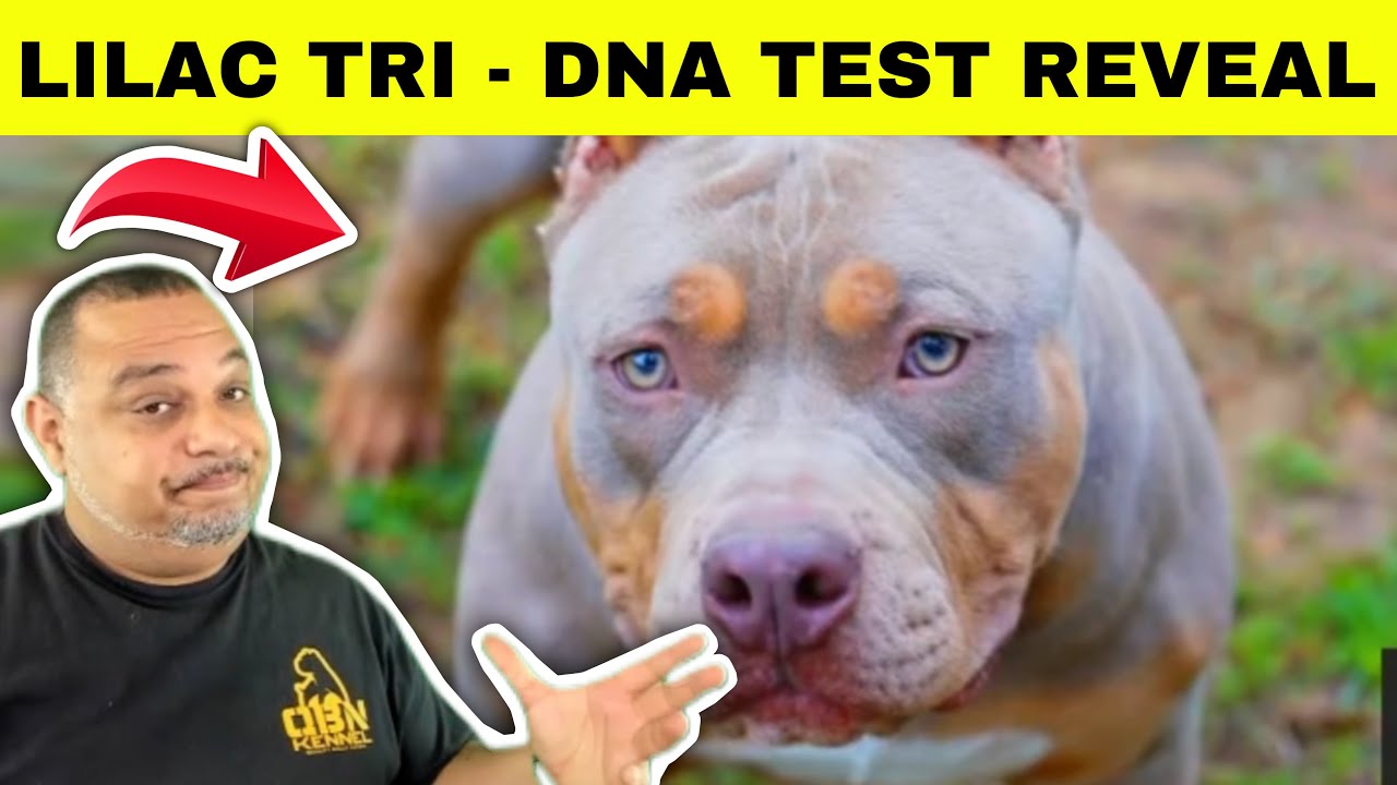 DOES A LILAC TRI NEED TO HAVE A PURPLE NOSE? | American Bully