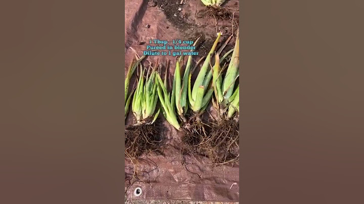 #aquariumfun #plant #beautifulflower aloe vera