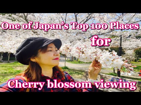 Japan Cherry blossom 2021/Mobara Park Part 1