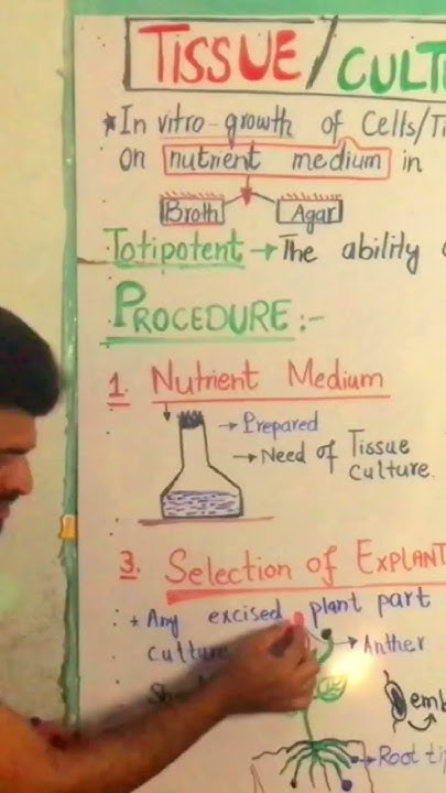 What Is Explant YouTube what-is-explant-youtube