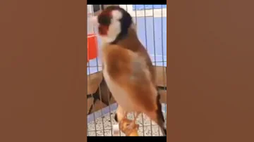 تغريد طائر الحسون الجزائري تواواطي 