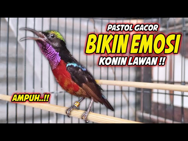 PANCINGAN KONIN GACOR FULL ISIAN JANGKRIK INI, 98% COCOK BUAT TERAPI KOLIBRI NINJA AGAR CEPAT EMOSI class=