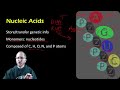 Nucleic Acids Role in Genetics and Protein Structure