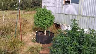 2019 Outdoor Cannabis grow tips. Ep24