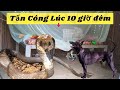 Thần Chết Nằm Dưới Gầm Giường Ông Lão 70 Tuổi (Cobra Lying Under The Bed)| Hunting Snakes