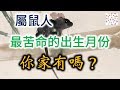 【屬鼠人必看】老人常說:十鼠九苦,屬鼠的人「最苦命」的出生月份,你家有嗎?