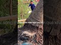 CÁ CÓC - CÁ GIÁO - ĐẶC SẢN CÁ SÔNG THIÊN NHIÊN AN GIANG