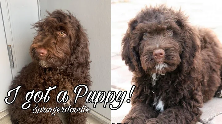 Come Get My Puppy with Me! (Springerdoodle)