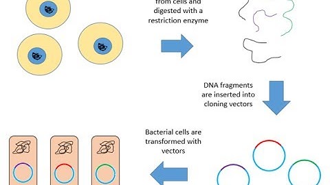 Genomic library