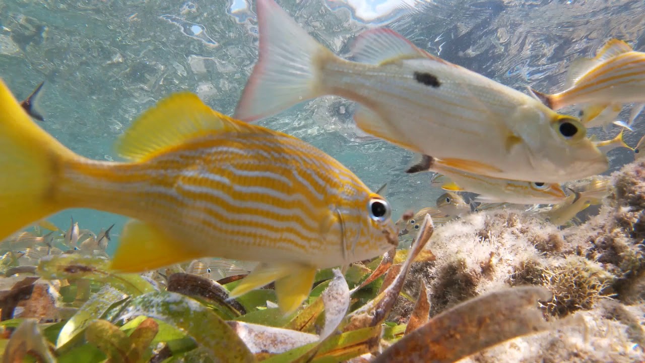 Fish hanging out YouTube