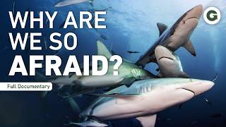 Fear The Myth, Not The Shark