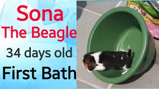 Sona - The Beagle , First Bath