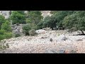 Arrui o cabra montesa africana (ammotragus lervia) especie invasora