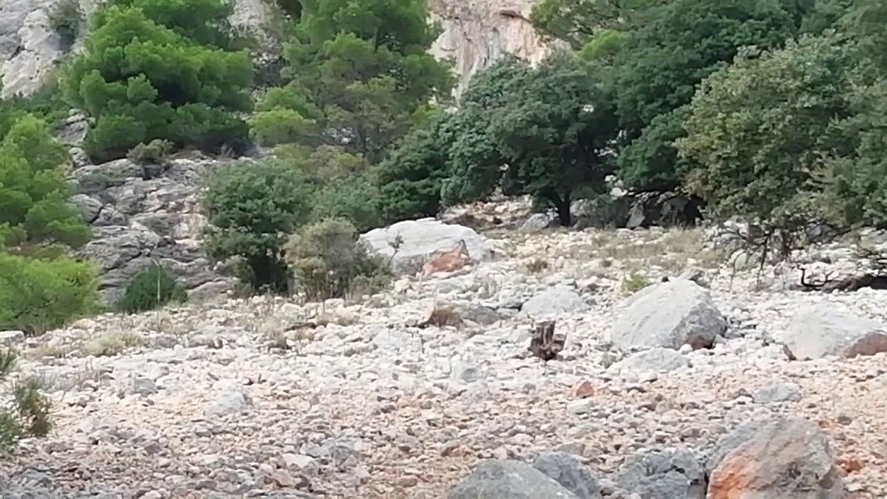 Arrui o cabra montesa africana (ammotragus lervia) especie invasora