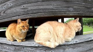 仲良しな茶トラ猫達が塀の上に整列する