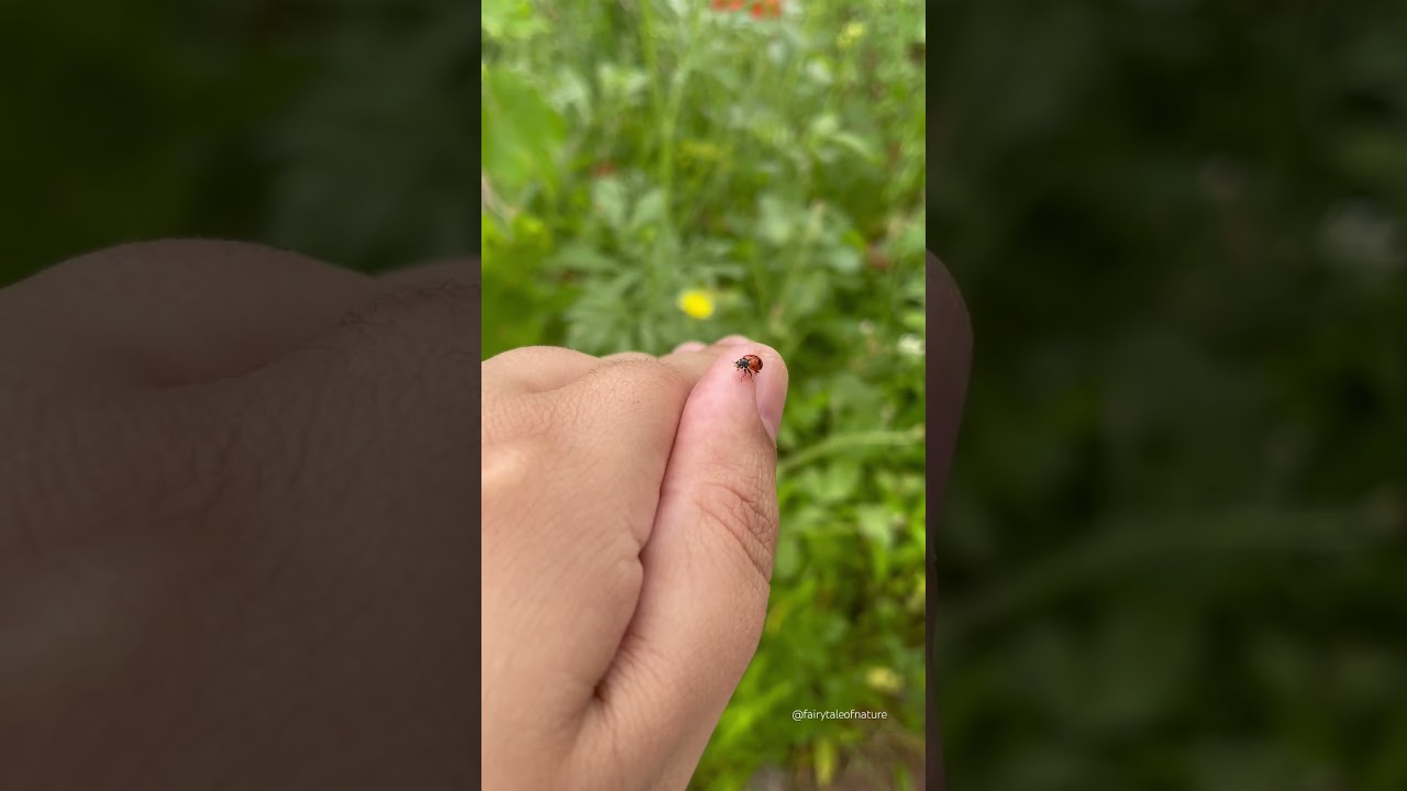 Ladybird 🐞 #miraculousnature #flowers #nature #insect #ladybuglove #ladybug #ladybird #bug #garden