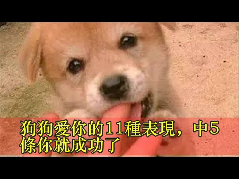 狗狗愛你的11種表現，中5條你就成功了