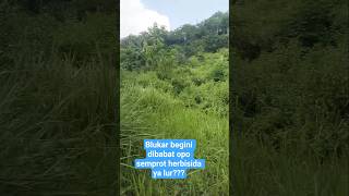Kebun blukar begini di babat opo di semprot herbisida ya lur??? salam tani...