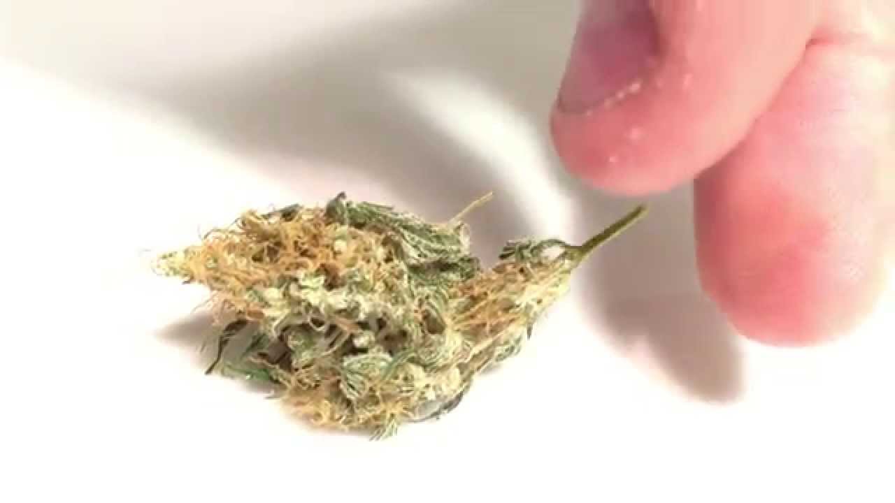 Strain Review - Lemon Skunk (DNA Genetics)