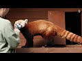 International Red Panda Day at RZSS Edinburgh Zoo