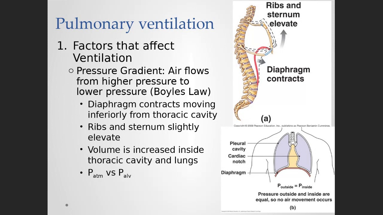 Respiratory Boyle's Law and Ventilation, Dalton's Law intro YouTube