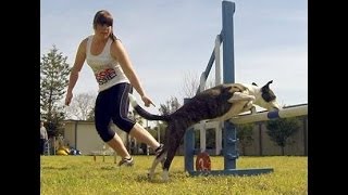Aust. OneMind Agility Enthusiasts: Technique training - backlap & twist
