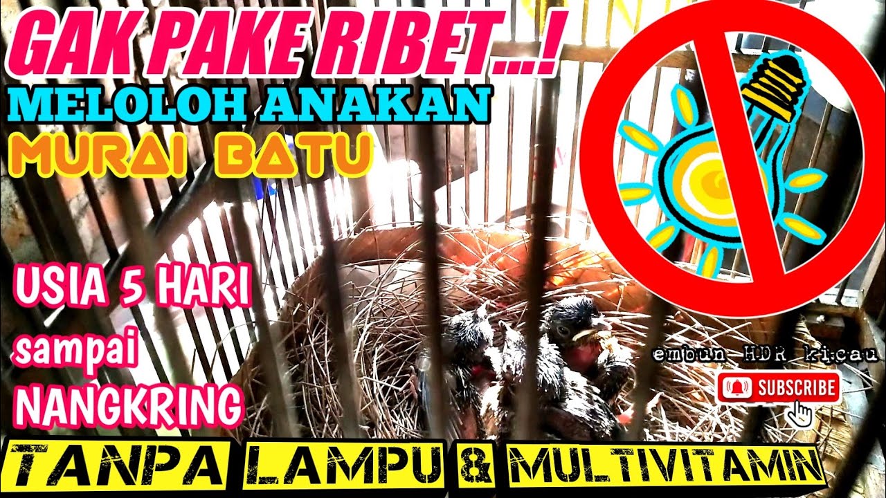 Tidak perlu Ribet❗Meloloh Anakan Murai Batu Usia 5 Hari,Tanpa Lampu & Multivitamin,JAMIN AMAN❗
