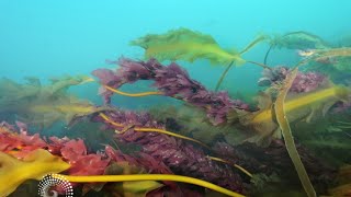 Dr. Jarrett Byrnes: Kelp and Climate Change