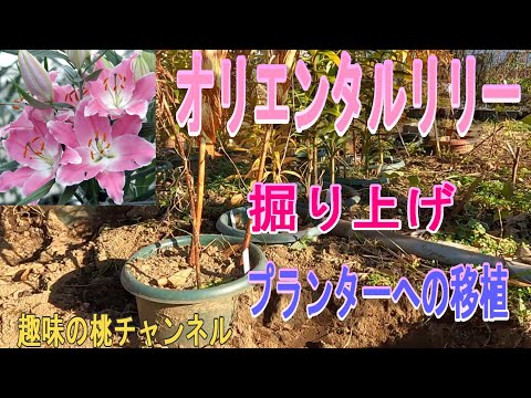 イースターリリーを室内で長持ちさせる3つのコツと翌年も咲かせる秘訣