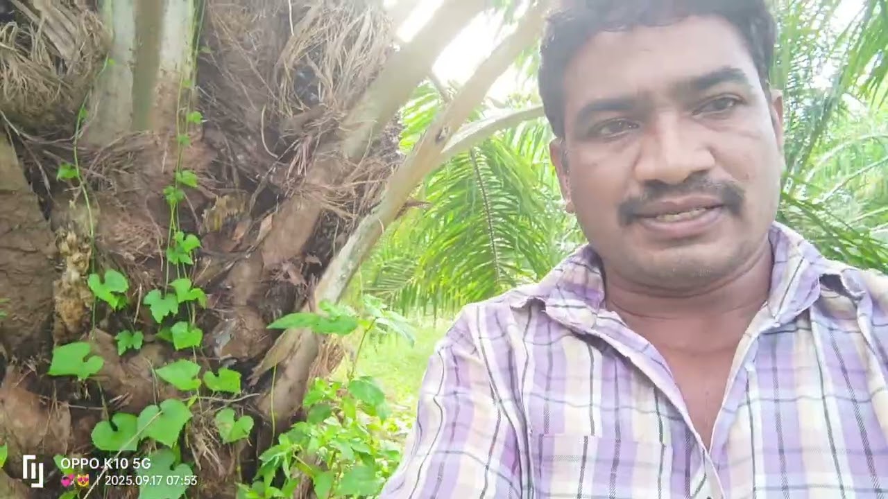 పామాయిల్ తోటలో గేలలు నరకడం ఎలా ఎటువంటి వాటిని నరకాలి