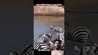 CROCODILE 🐊 ATTACK ZEBRA CROSS THE REVAR WITH JUNGLE #animal#crocodile#zebra#shortvideo#viralvideos