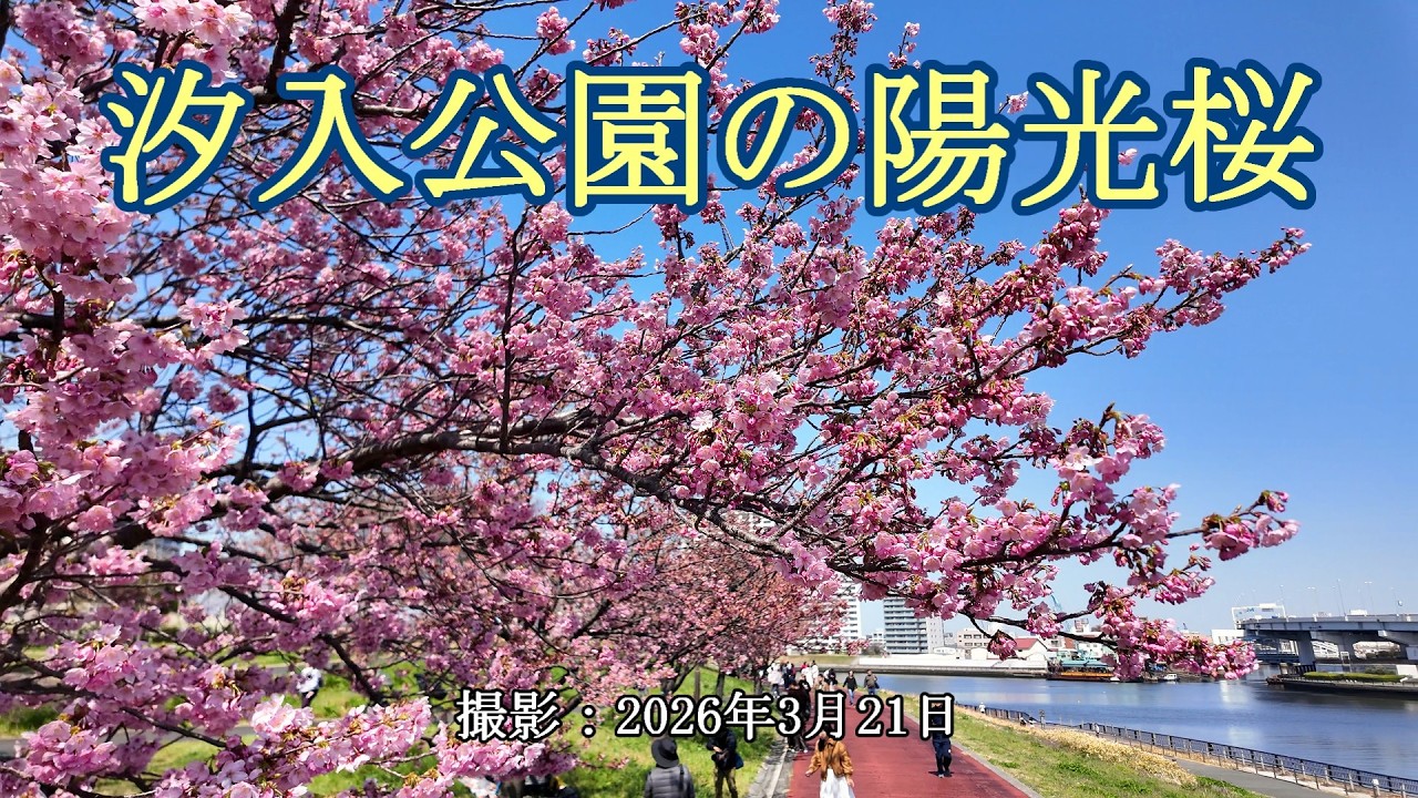 汐入公園の陽光桜 [4K] Yohkou Cherry Blossoms in Shioiri Park - YouTube
