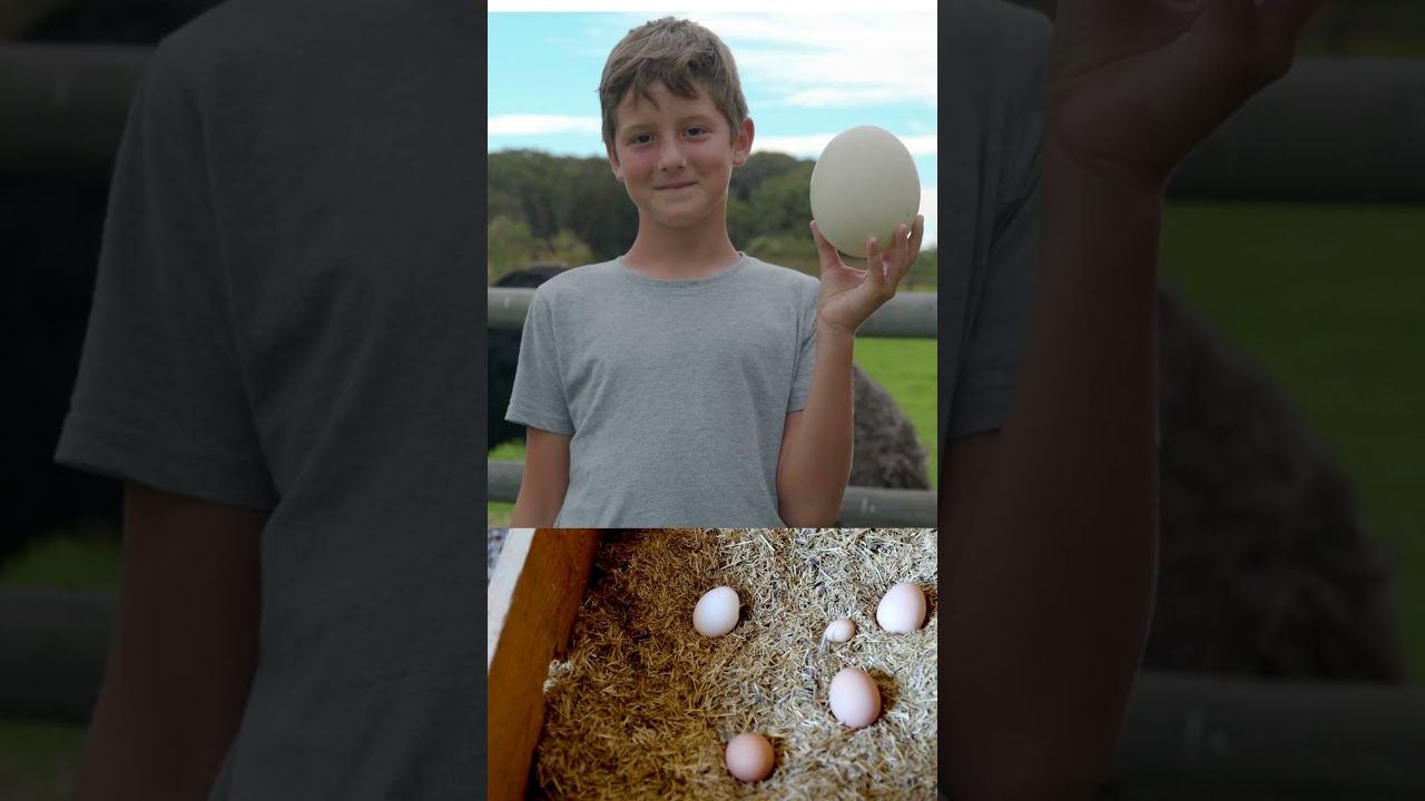 ostrich height 😮😮 Ostrich egg size 😯😯 ostrich speed 😀😀 check it out in 19 seconds video