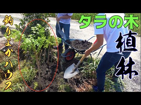 釣りよかハウスにタラの木を植える!!