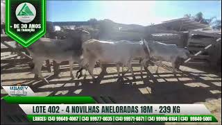 LOTE 402 4 NOVILHAS ANELORADAS 18M 239 KG🔥 AO VIVO: LEILÕES TRIANGULO - 19/08/26 - UBERLANDIA MG
