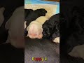 かわいい子犬の日常 #koreaPuppies #japanDogs