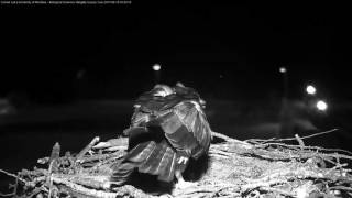 Hellgate Osprey Cam Intruder 6/15/2017 ~1:15 AM MDT