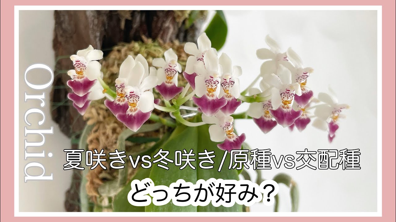 ▷021 【洋蘭】1mの大株から3㎝の小株まで。株もいろいろ花もいろいろ