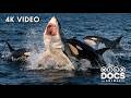 DEADLIEST OCEAN | Savage Orcas to the Great White Sharks | Nature Animal Documentary