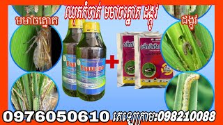 ថ្នាំកំចាត់មមាចត្នោតនិងដង្កូវចាក់គល់0976050610 តេឡេក្រាម:098210088