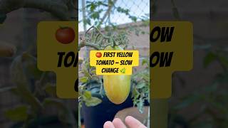🍅 First yellow tomato — slow change 🌿 #tomatoes #gardening #slowgrowing #terracegarden