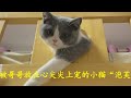 一只被哥哥放在心尖尖上宠的小猫咪 泡芙 一只被哥哥放在心尖尖上宠的小猫咪 泡芙