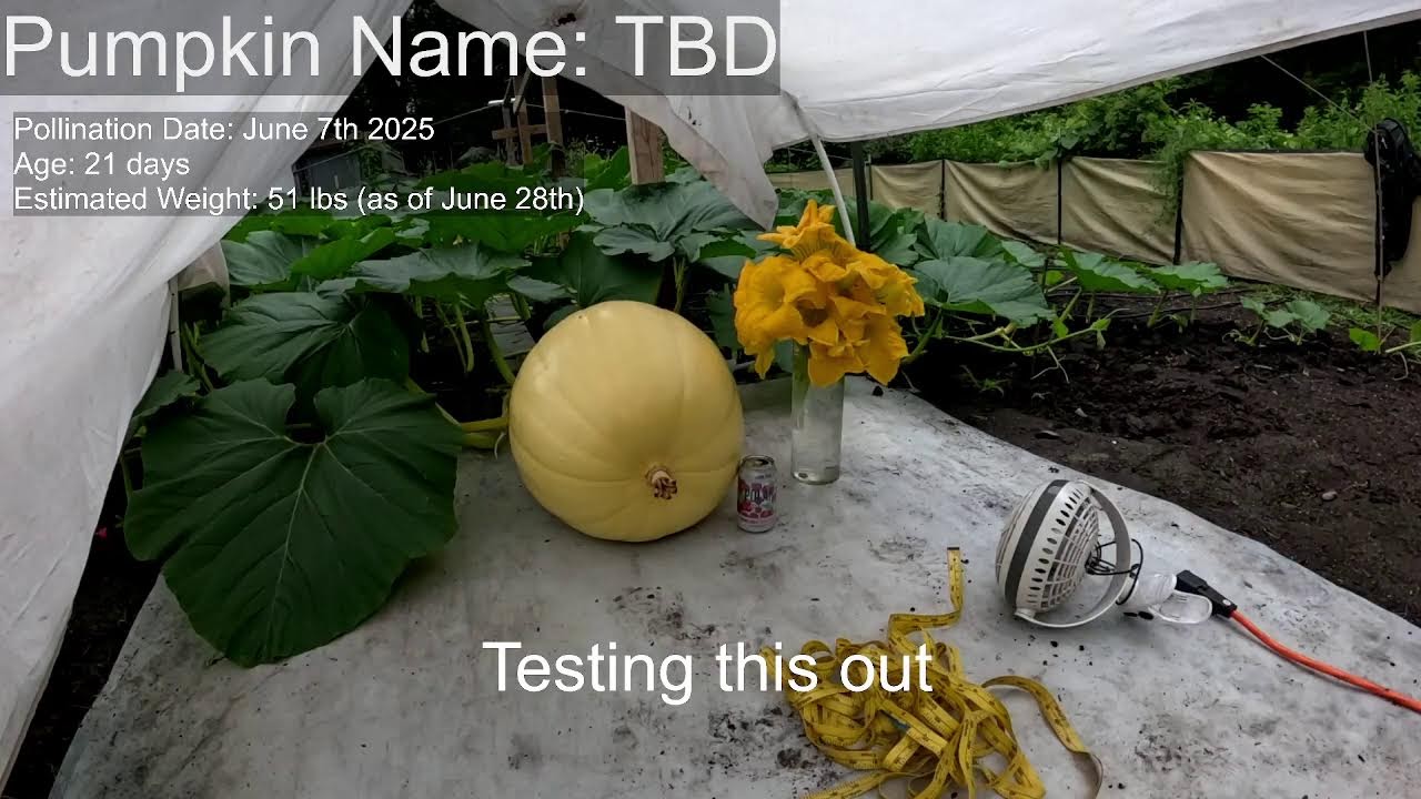 Live Giant Pumpkin Growth Cam