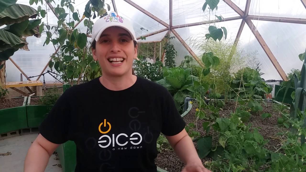 Invernadero acuaponía 3º año.