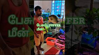 பேசும் PUFFER மீன் | Talking Fish #tamilfish #tamilshorts #tamilpetfun #vlog