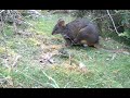 Pademelon wallaby