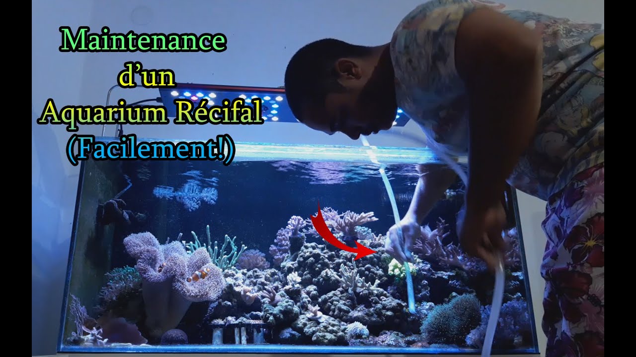 Maintenance Aquarium Eau de Mer