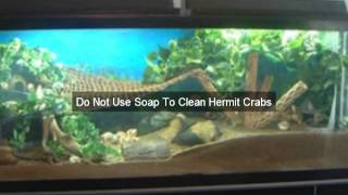 How To Care For A Hermit Crab Things Hermit Crab Owners Must Understand