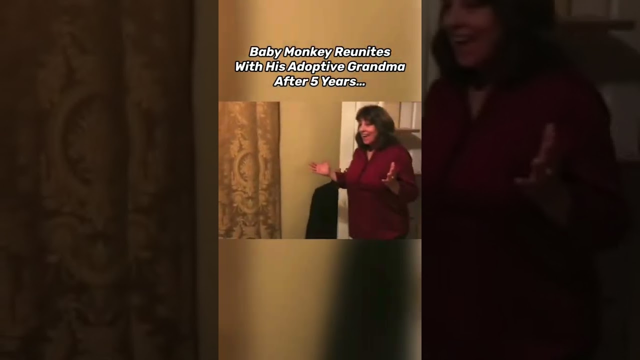 ANIMALS REUNITED WITH OWNER AFTER YEARS CAUGHT ON CAMERA! 