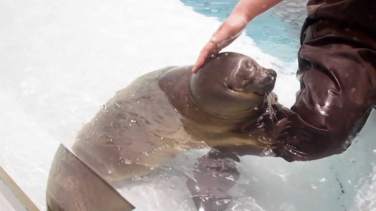 【後半】またもお掃除の邪魔するワモンアザラシのミゾレちゃん